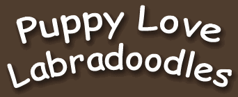 Puppy Love Labradoodles - Saskatchewan Labradoodle