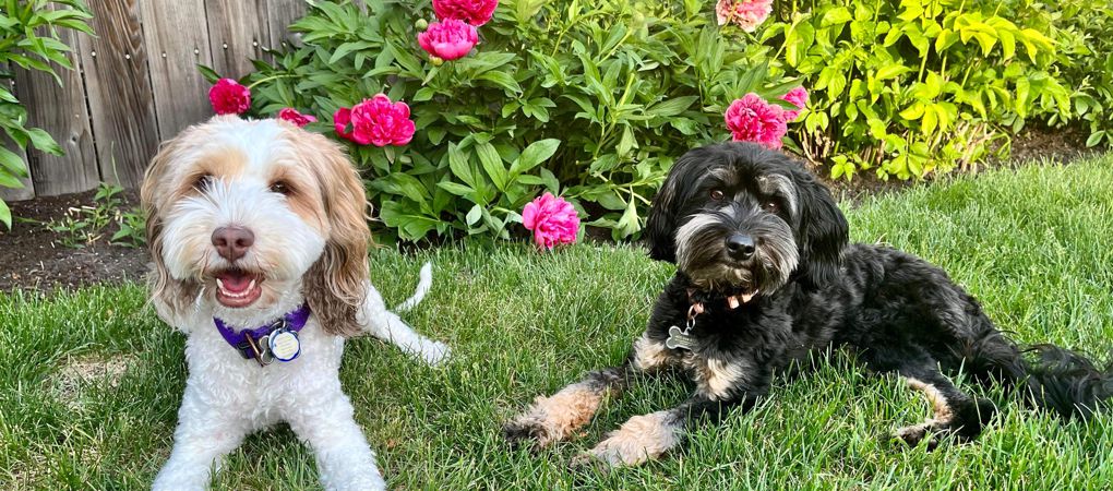 Labradoodle Puppies Saskatchewan