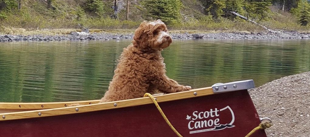 Labradoodle Breeder Saskatchewan