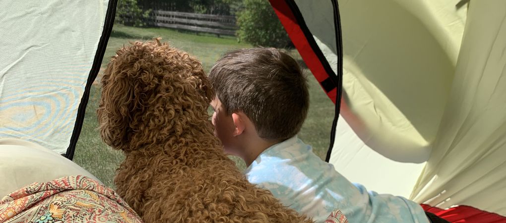 Multigeneration Labradoodles Saskatchewan