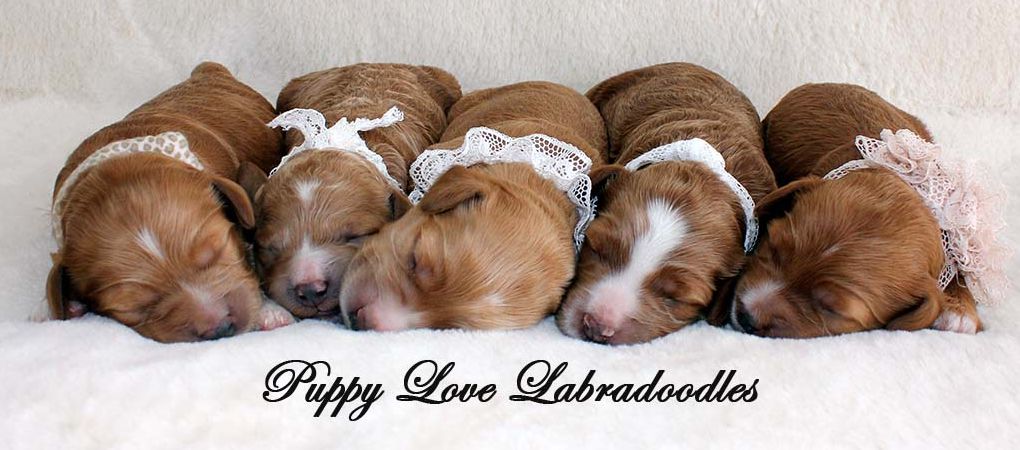 Australian Labradoodles Breeder Saskatchewan